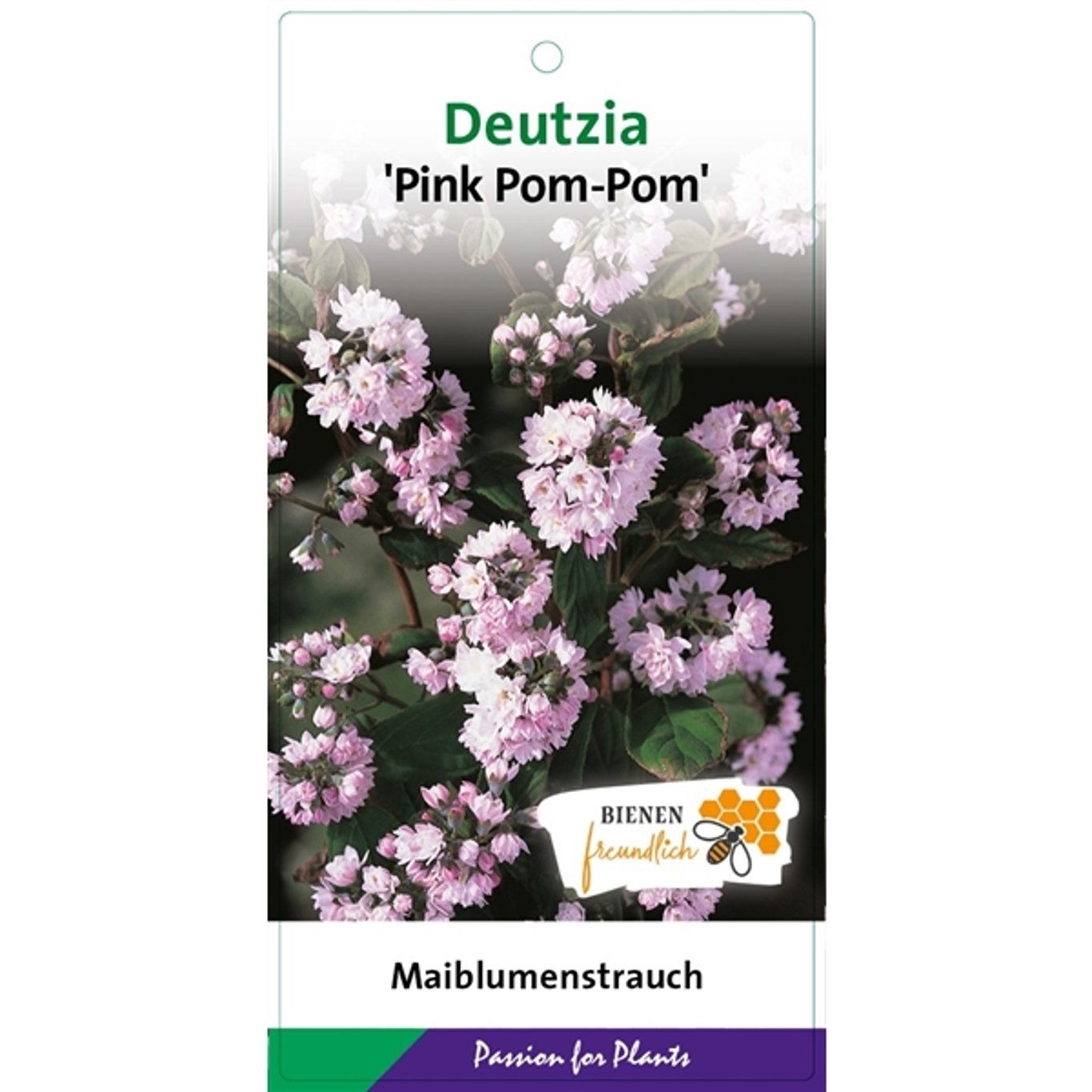 Deutzia scabra 'Pink Pom-Pom' - C5 50-60 CM